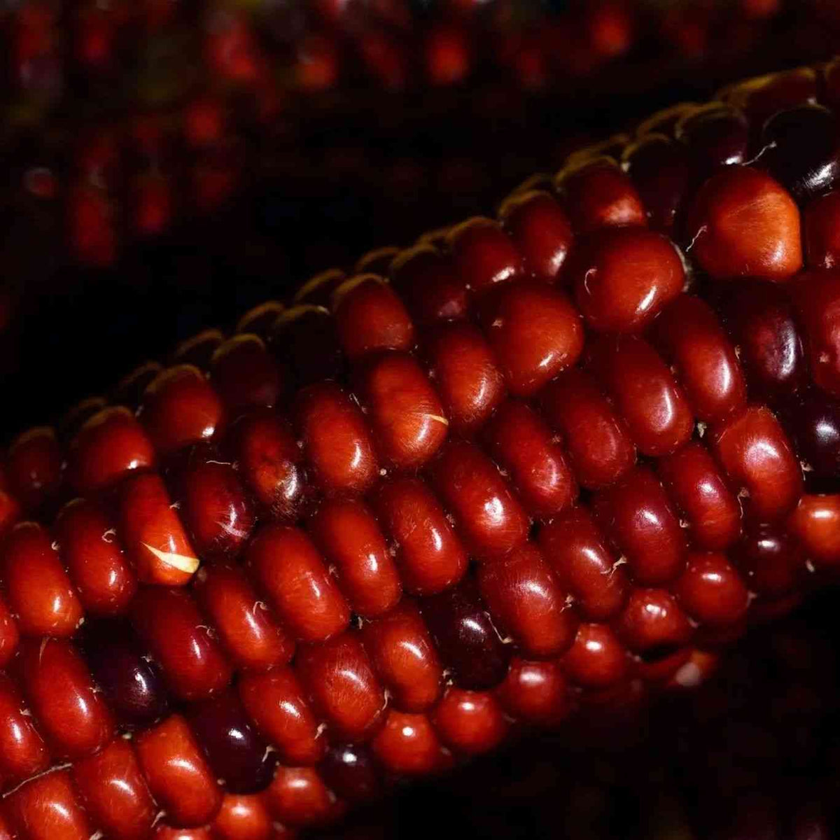 Mature deep red Jimmy Red dent corn kernels on the cob