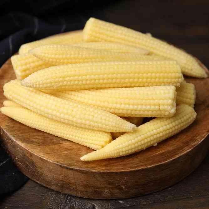 Small white pointed kernels of Japanese Hulless popcorn on a dry ear