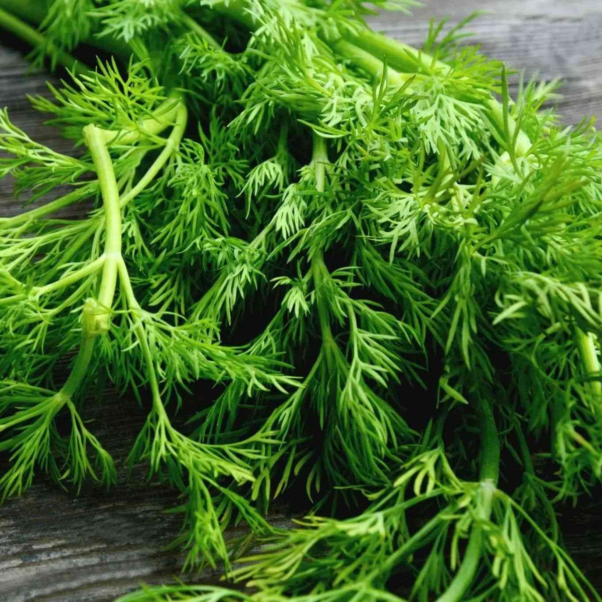 Mammoth Long Island dill with feathery foliage and flower umbels