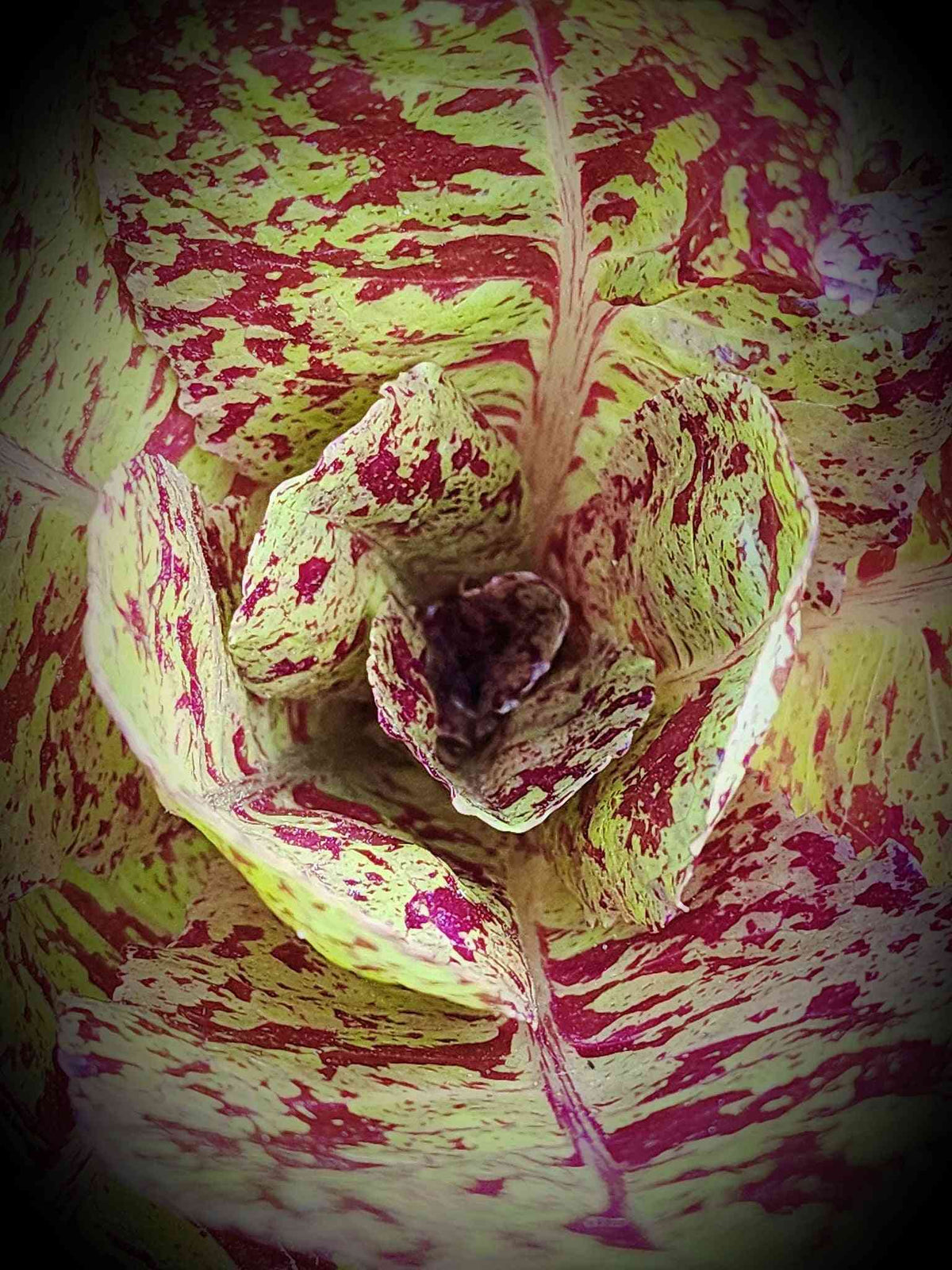 Freckles romaine lettuce growing in a container