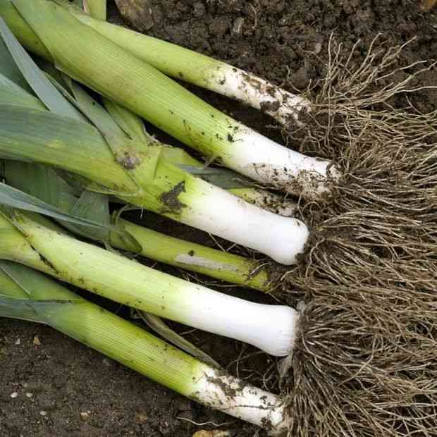 Giant Musselburgh leeks with long white shanks and upright blue-green leaves