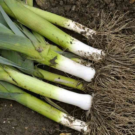 Giant Musselburgh leeks with long white shanks and upright blue-green leaves