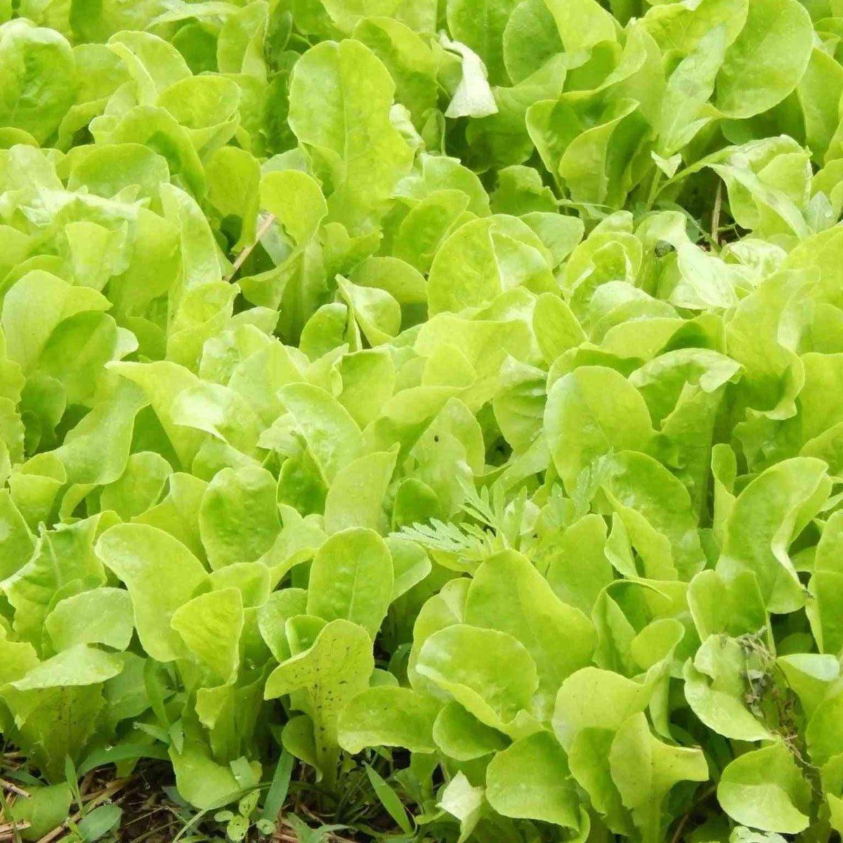 Buttercrunch butterhead lettuce forming a compact green head
