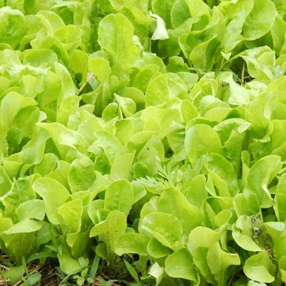 Buttercrunch butterhead lettuce forming a compact green head