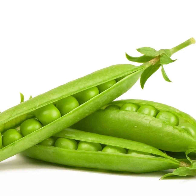 Green pea pods growing on supported garden vines