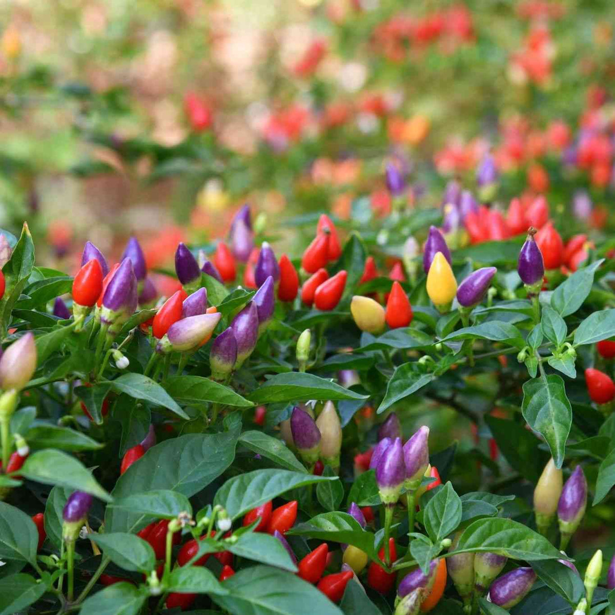 Chinese Five Color pepper plant carrying upright fruits in purple, cream, yellow, orange, and red stages.
