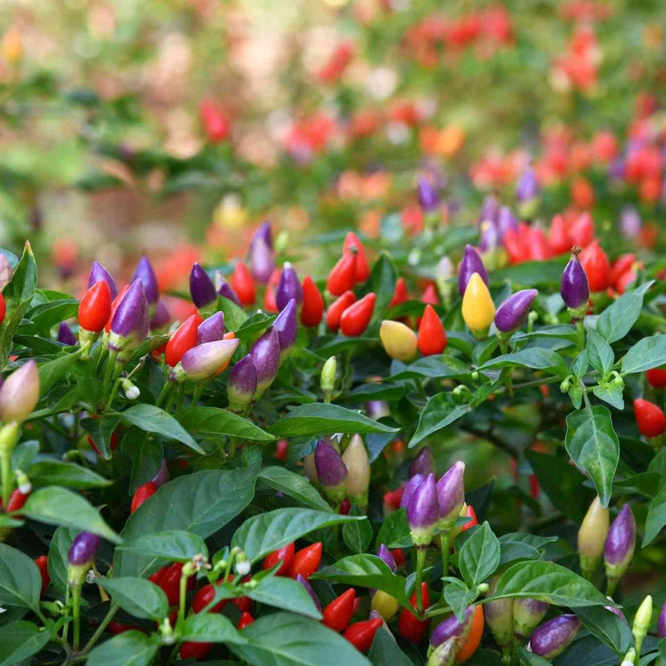 Chinese Five Color pepper plant carrying upright fruits in purple, cream, yellow, orange, and red stages.