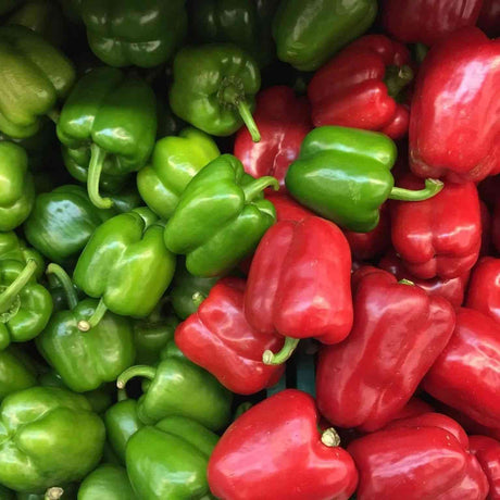 Red and green sweet peppers growing on healthy plants