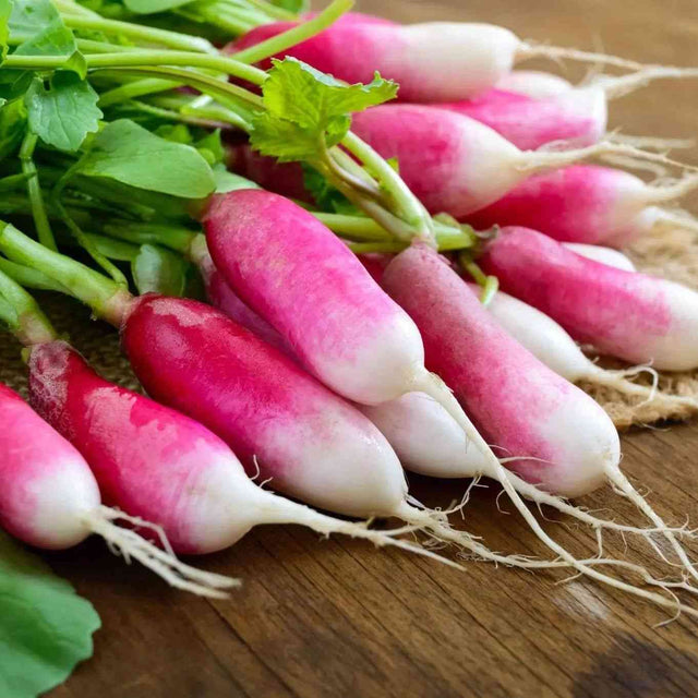 French Breakfast radishes with elongated red roots and white tips