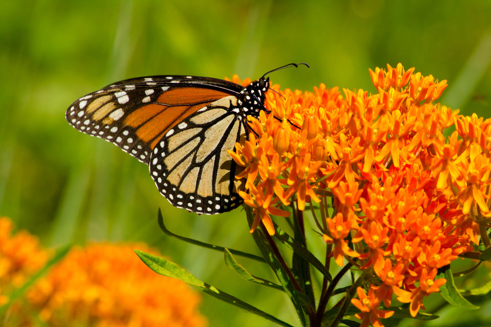 dult monarch butterfly drinking nectar from orange butterfly weed flowers