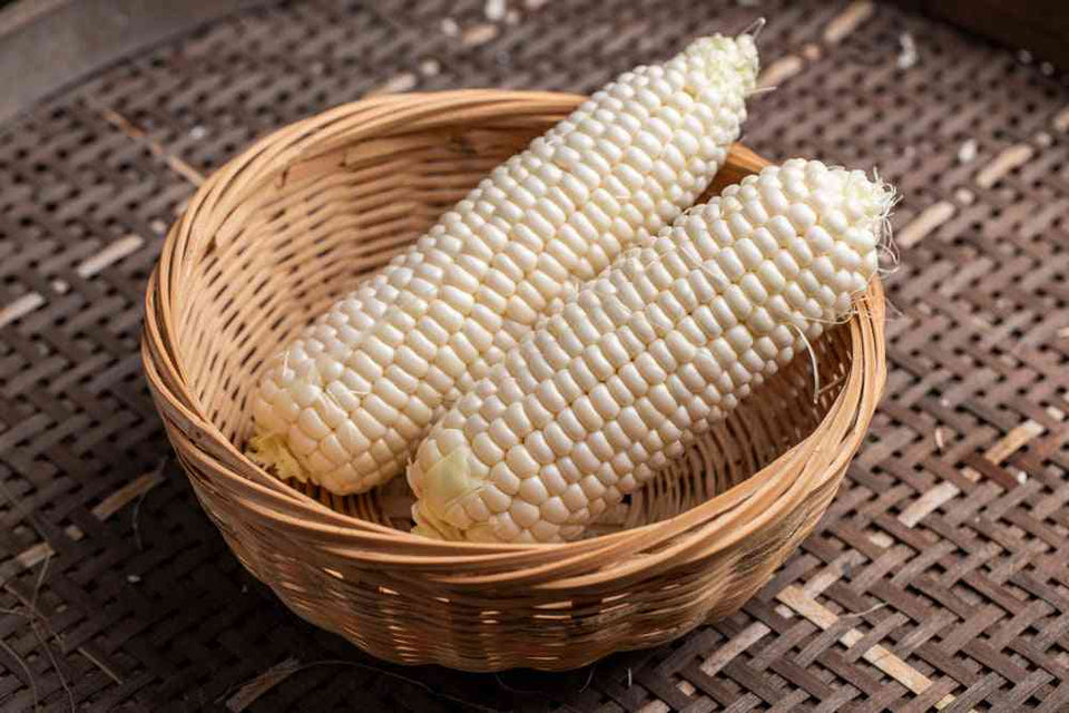 Fresh white sweet corn ears gathered in a basket