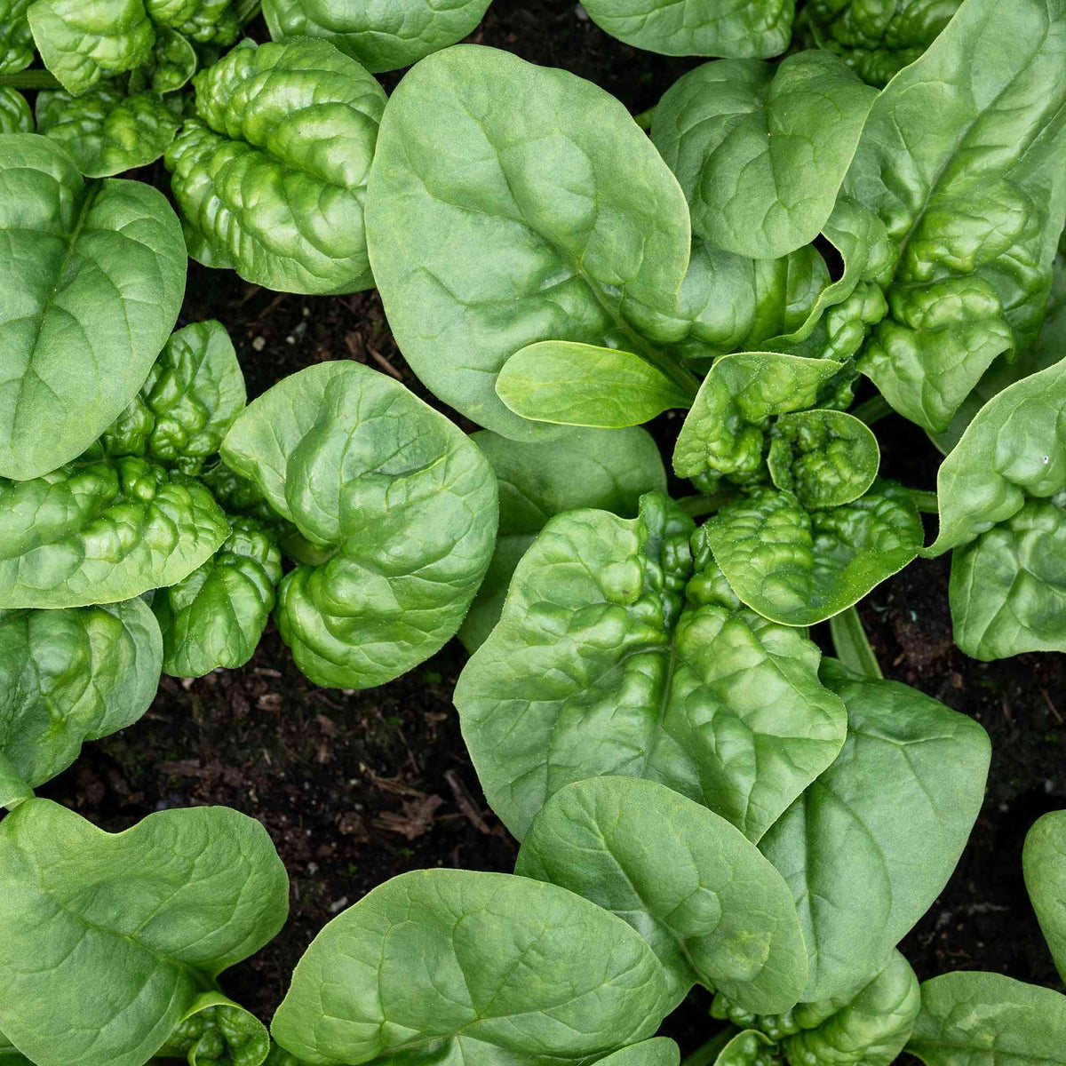 Mature spinach leaves growing in a cool-season bed