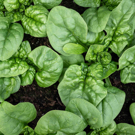 Mature spinach leaves growing in a cool-season bed
