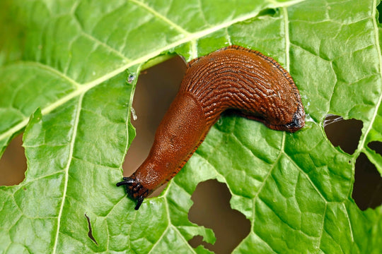 Brown garden slug crawling across a leaf with irregular feeding holes
