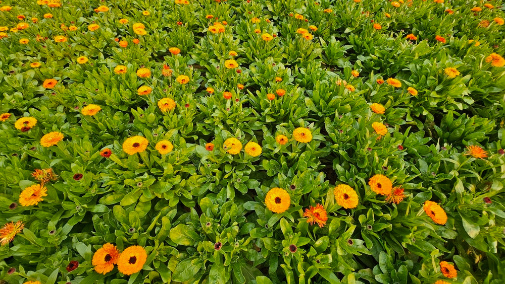 Orange calendula flowers blooming across a dense green garden bed