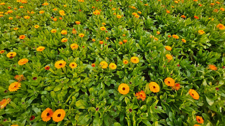 Orange calendula flowers blooming across a dense green garden bed