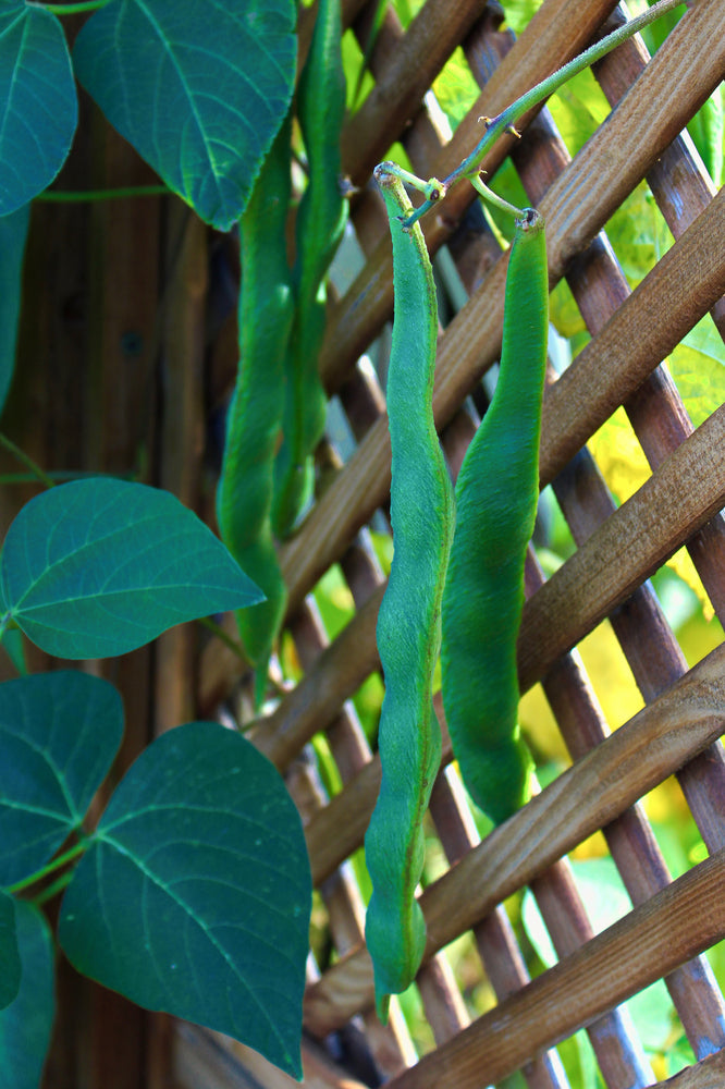 Pole bean vines climbing a wooden lattice, illustrating the support needs of climbing bean varieties.
