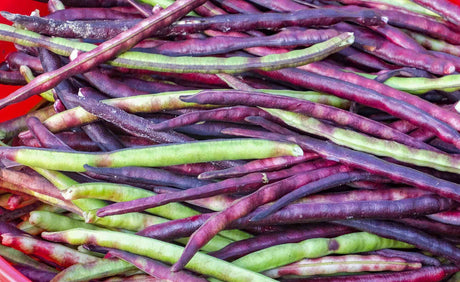 Purple-hull cowpea pods and cream peas with colored eyes