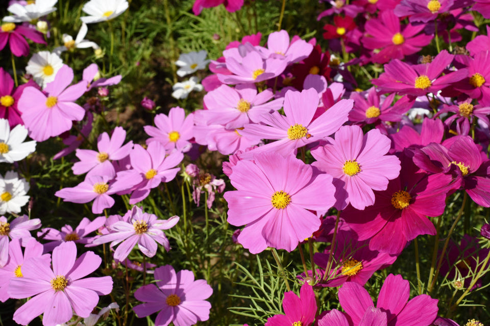 Pink, white, and magenta cosmos flowers blooming in a sunny field