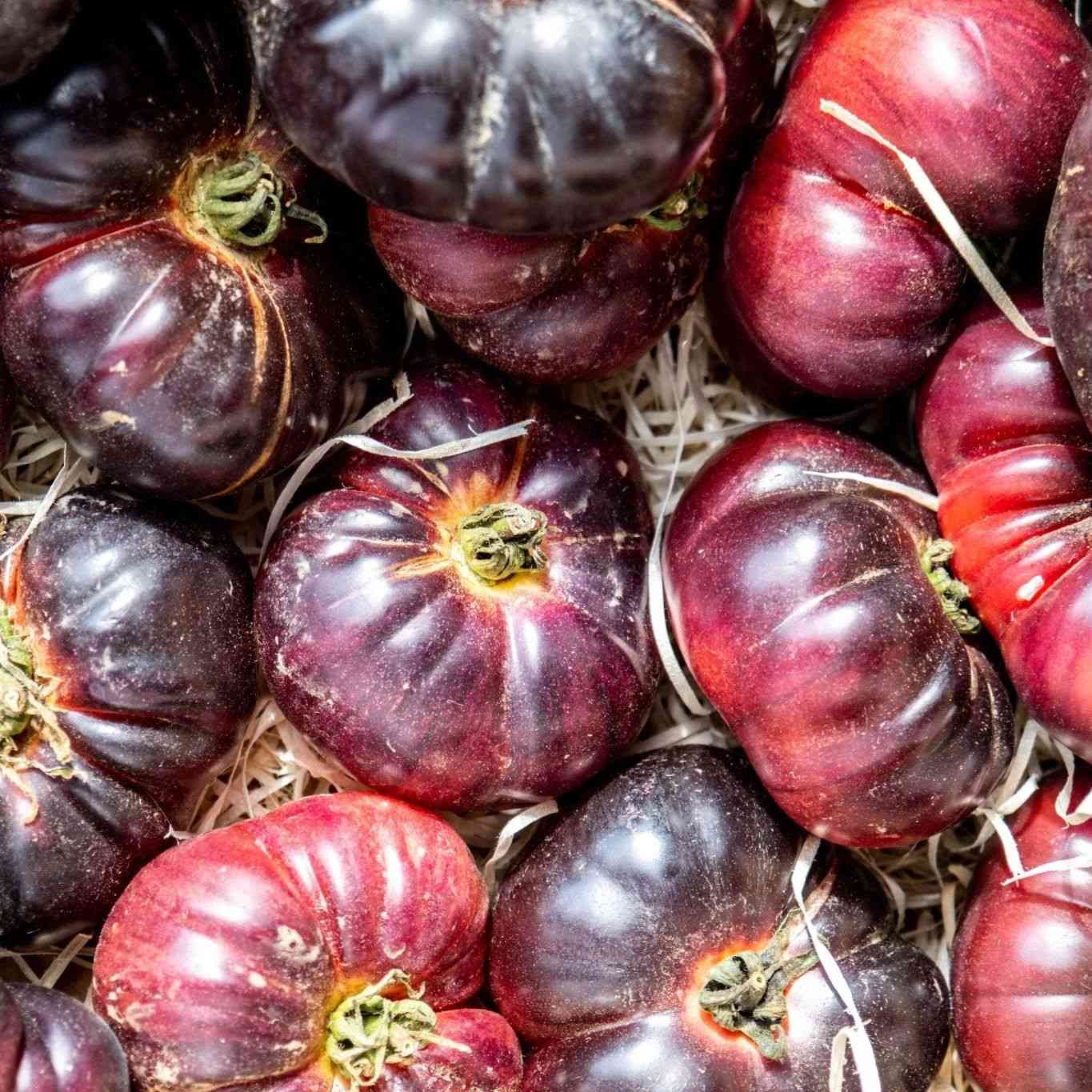 Ripe Cherokee Purple tomatoes with dusky rose-purple skin and dark shoulders