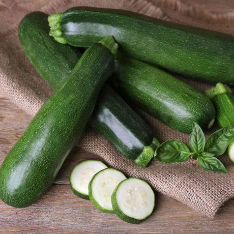 Healthy squash plants growing from warm-season seed