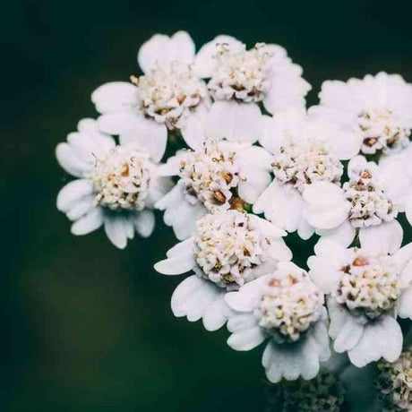 Achillea Common White Yarrow featured in the Seeds Coming for 2026 Growing Season collection.