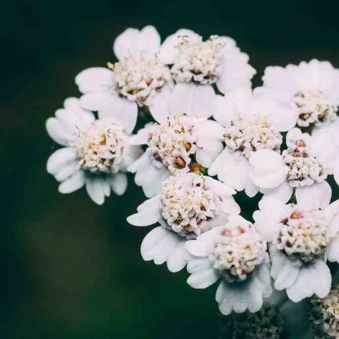 Achillea Common White Yarrow featured in the Seeds Coming for 2026 Growing Season collection.