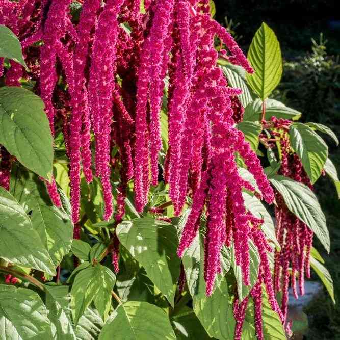 Love Lies Bleeding Amaranth featured in the Amaranth Seeds for Grain and Greens collection.
