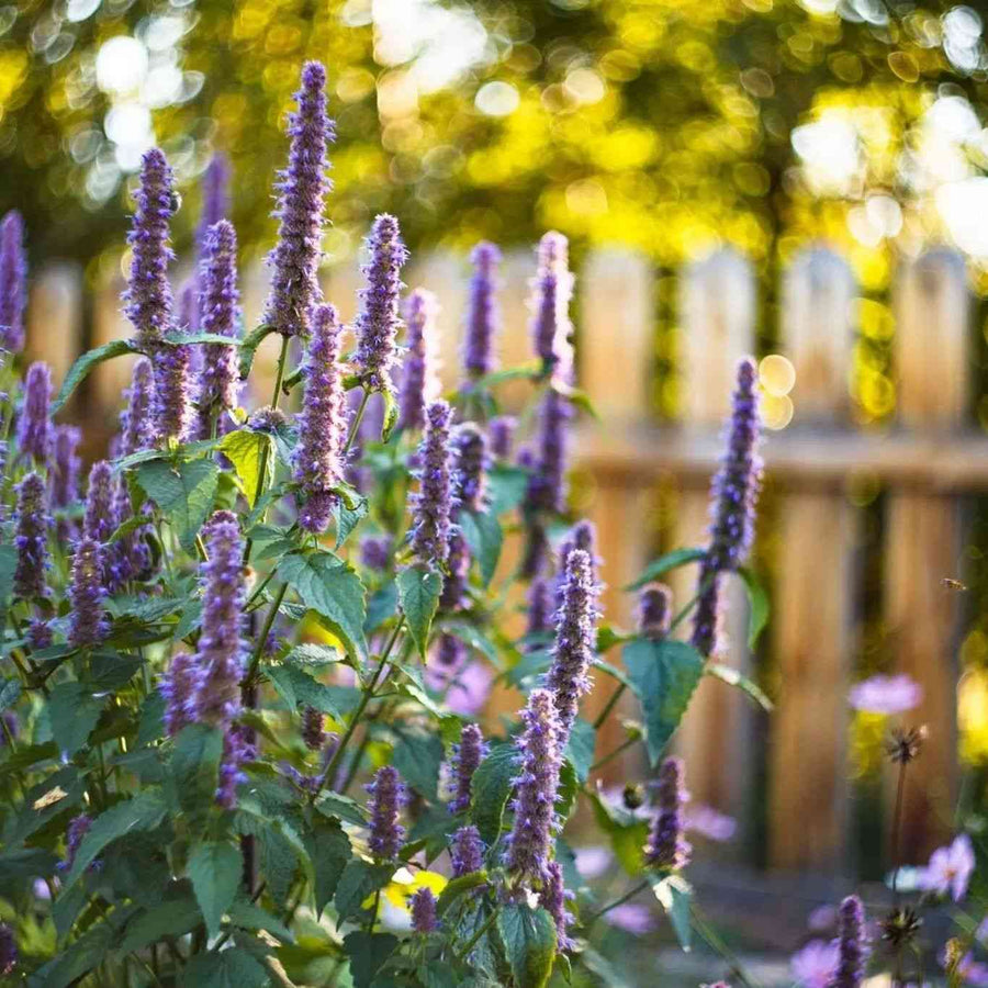 Hyssop Anise featured in the Anise Seeds for Culinary and Herbal Use collection.