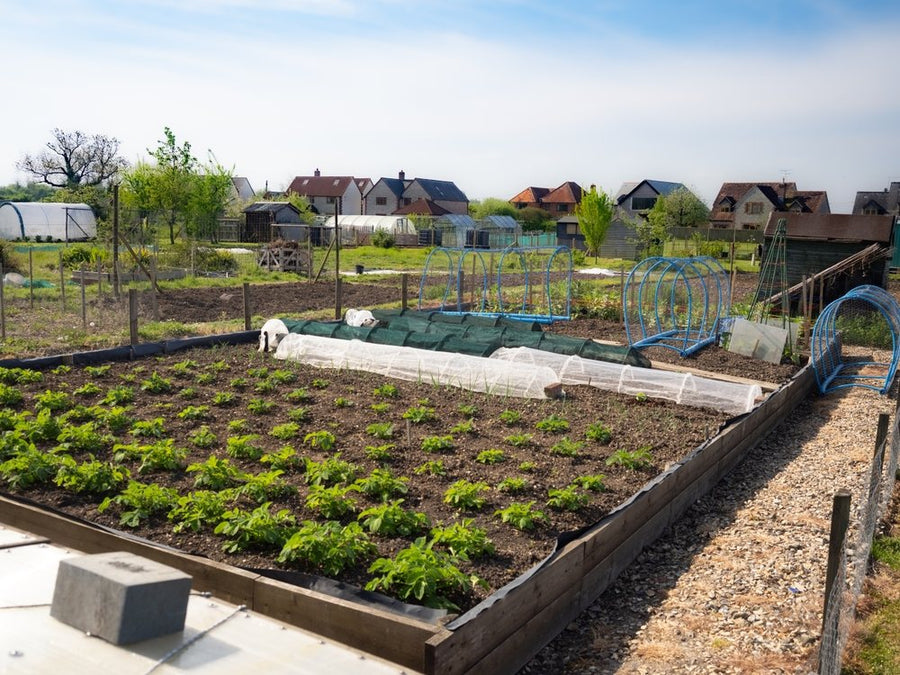 An organized home garden divided into manageable growing areas