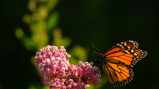 Monarch butterfly feeding on native swamp milkweed flowers