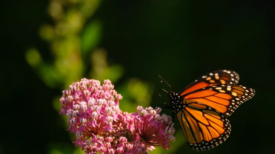 Monarch butterfly feeding on native swamp milkweed flowers