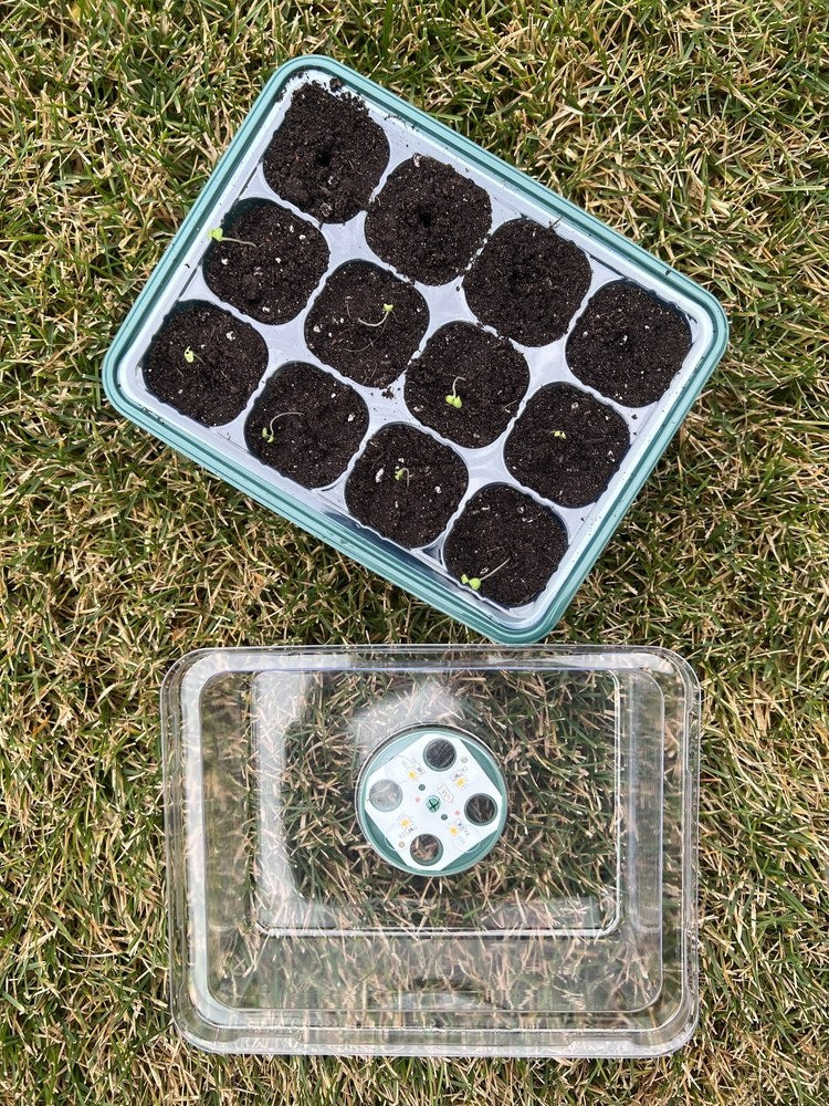 Young seedlings growing in a seed-starting tray