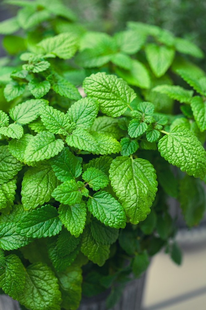 Lemon balm growing in a container for an herbal tea garden
