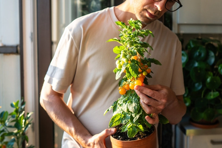 Vegetables and herbs growing in containers