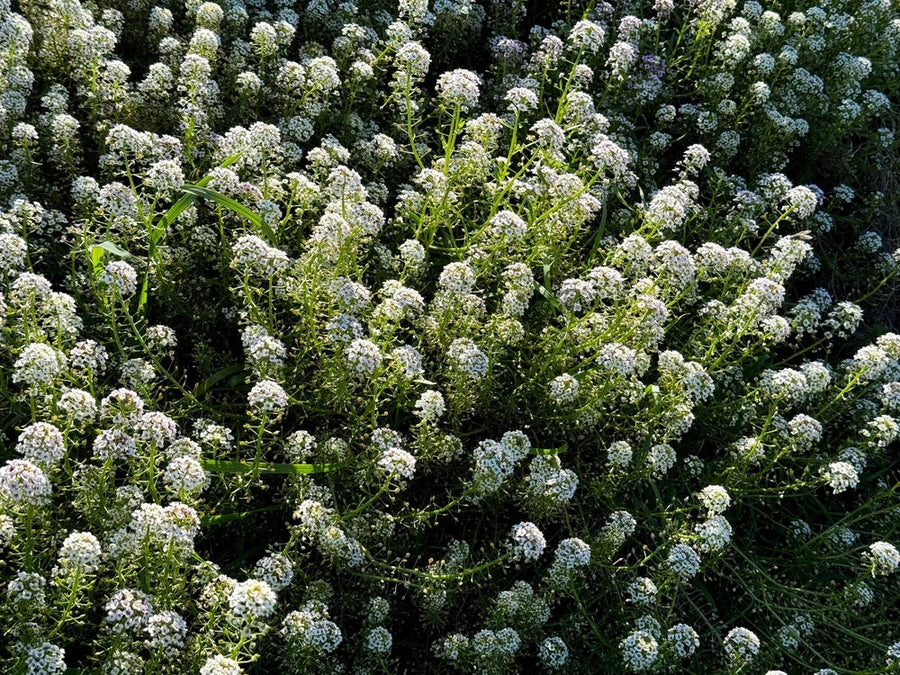 Carpet of Snow sweet alyssum forming a low white flowering carpet