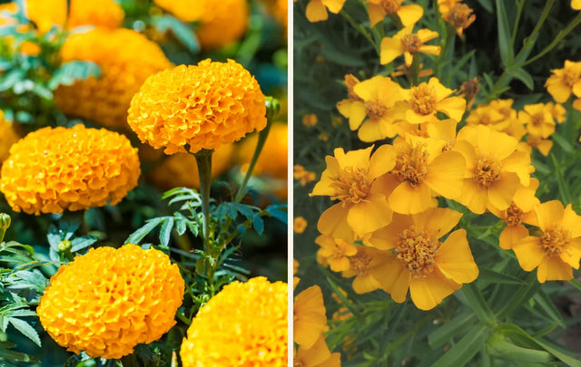 African marigold and Mexican mint marigold flowers representing different marigold species