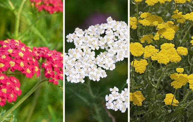Red, white, and golden yarrow flower forms represented in the Yarrow Seeds collection