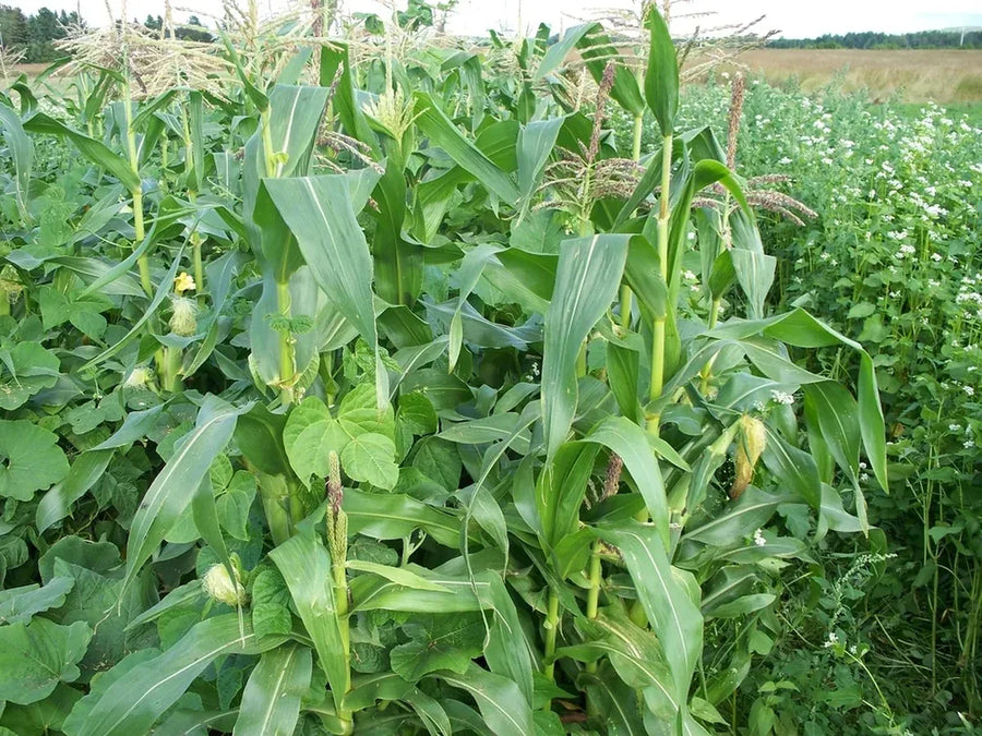 Corn, beans, and squash growing together in a Three Sisters garden