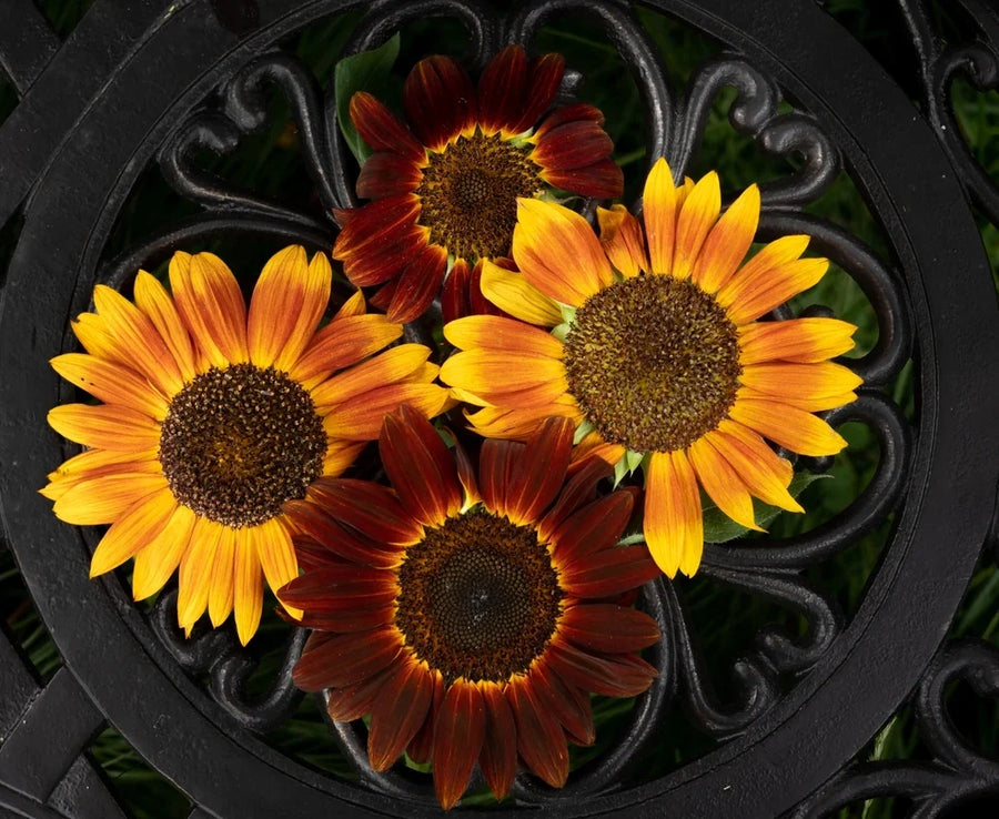 Red, gold, orange, and mahogany sunflower blooms arranged together