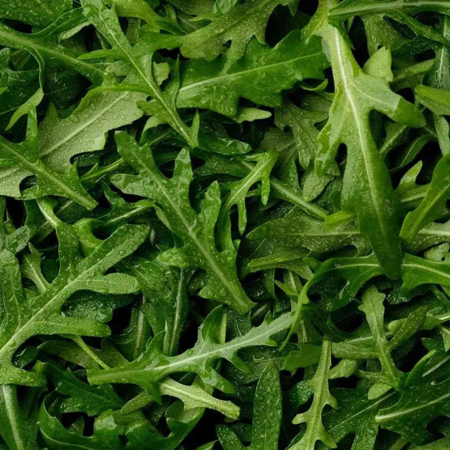 Rocket Arugula featured in the Arugula Seeds for Peppery Greens collection.