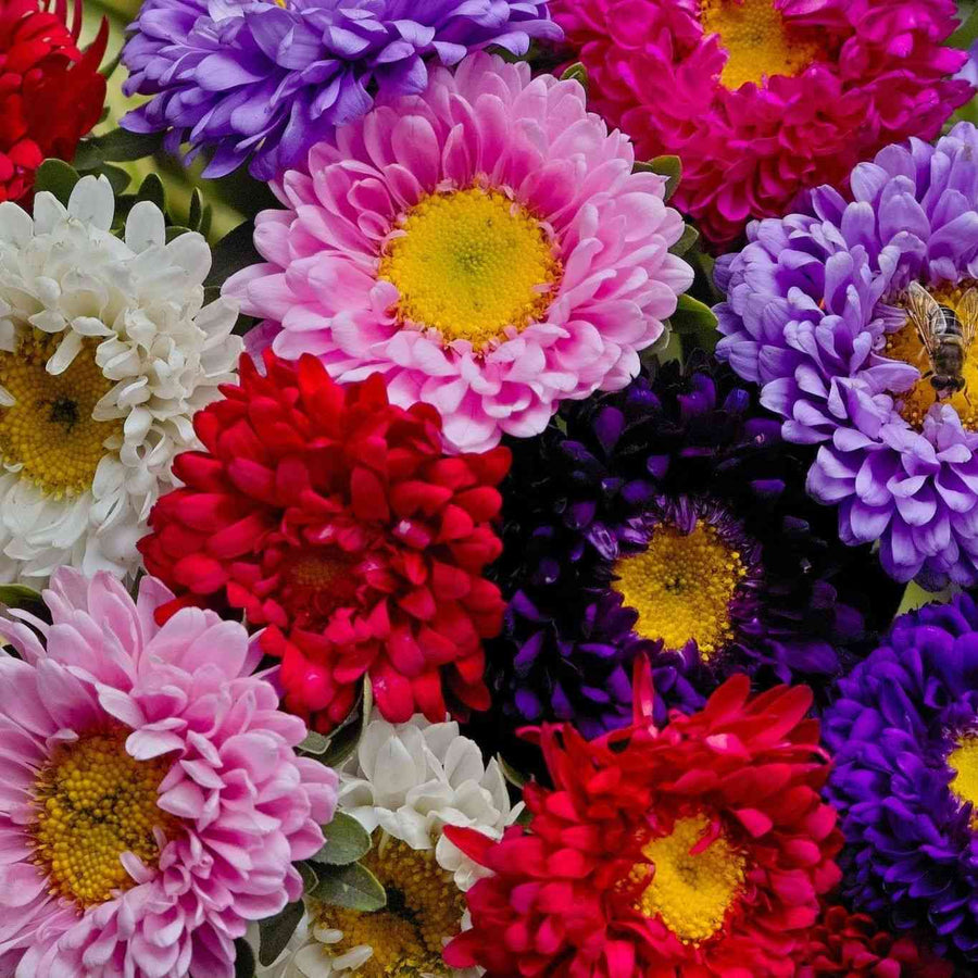 Crego Mixed Colors Aster featured in the Aster Seeds for Cottage Gardens collection.