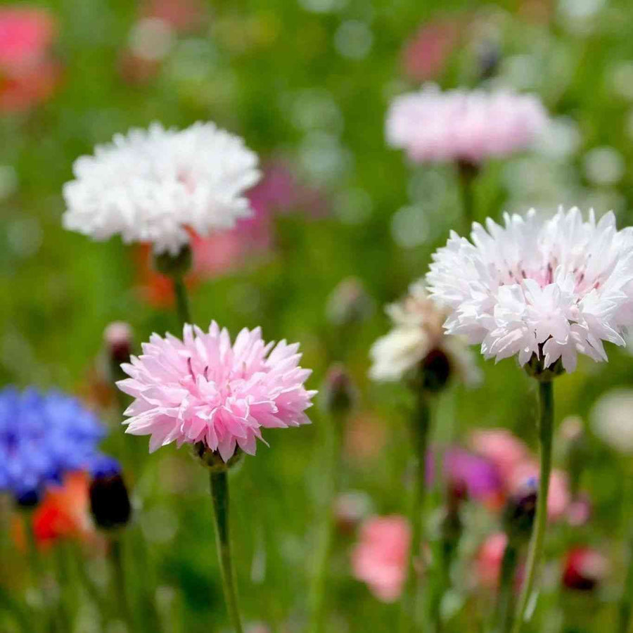 Bachelors Button Mixed 3 Flowers featured in the Bachelor Buttons Seeds collection.