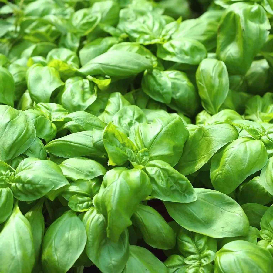 Sweet Genovese basil leaves for a culinary herb garden