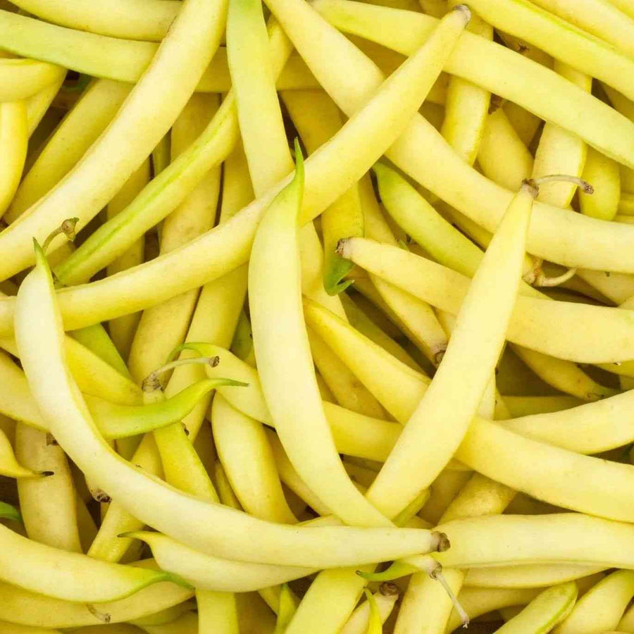 Bush Black Cherokee Wax Bean featured in the Wax Bean Seeds collection.