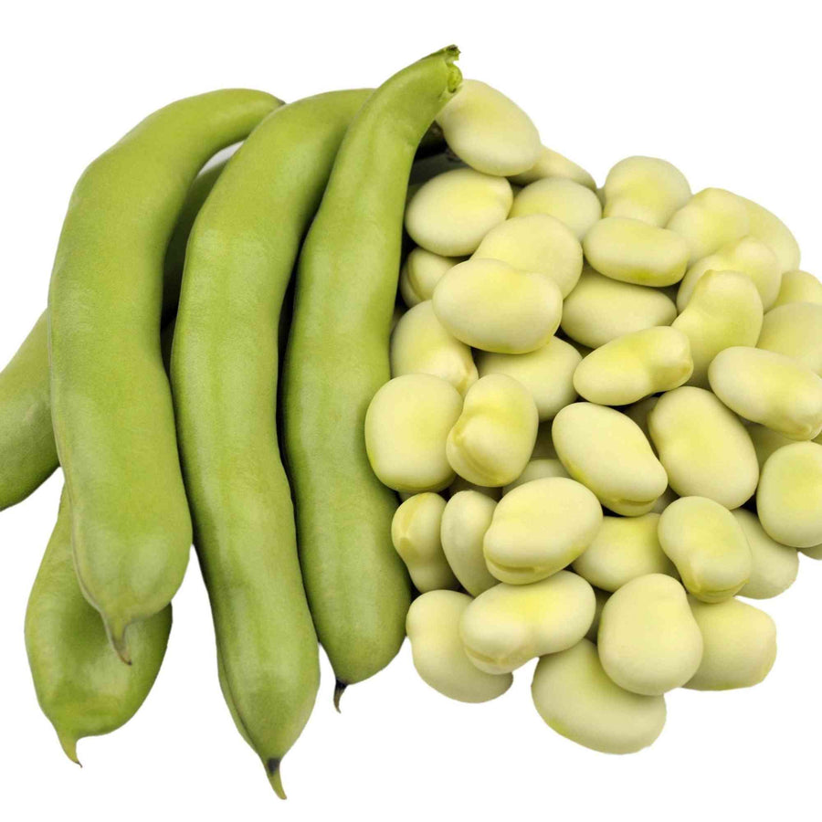 Bush Fava Broad Windsor Bean featured in the Fava Bean Seeds for Garden Planting collection.