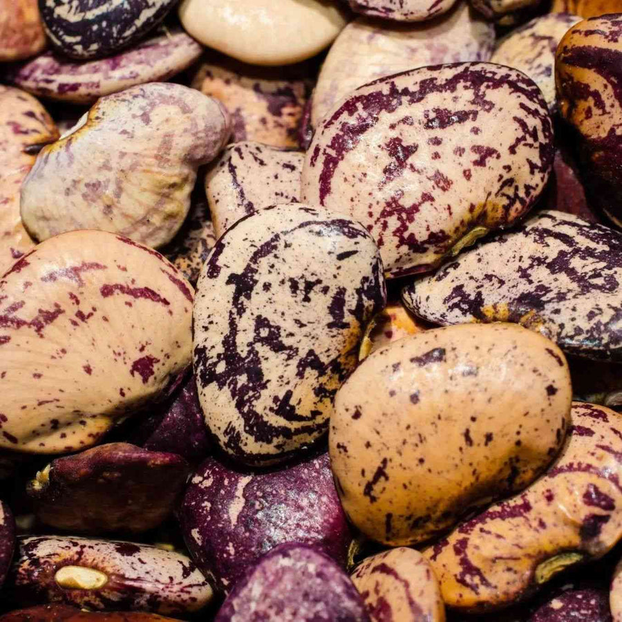 Jackson Wonder lima bean representing the Lima Bean Seeds collection.