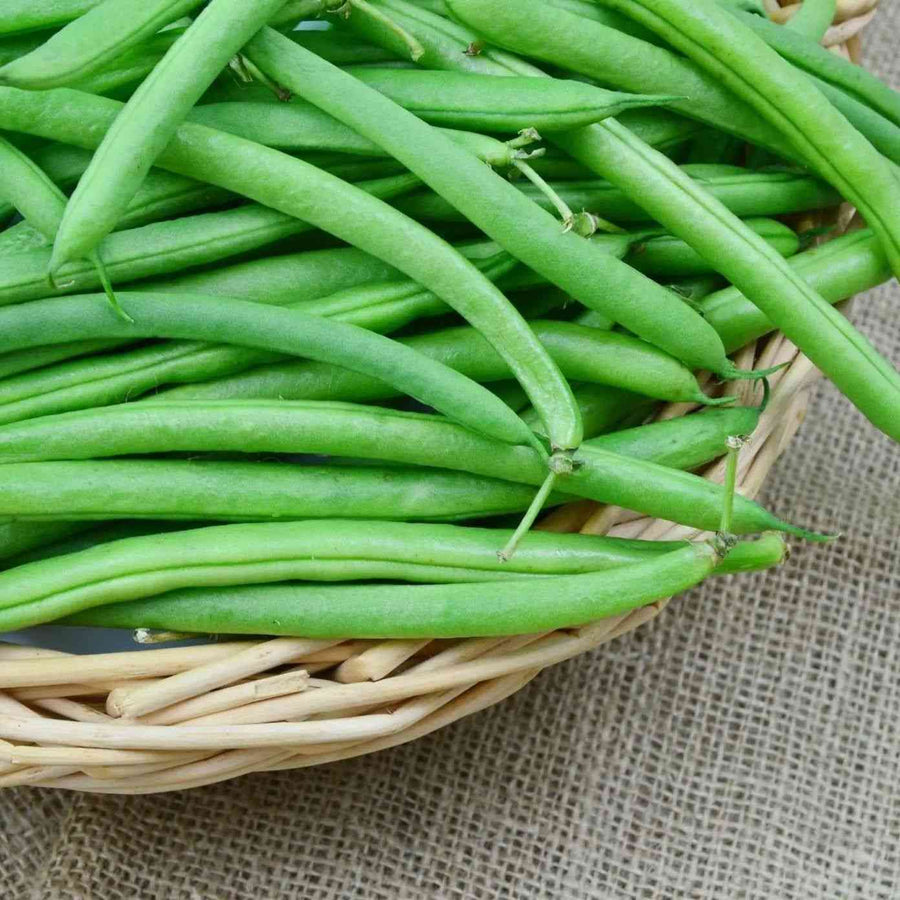 Bush Provider Bean featured in the Bush Bean Seeds collection.
