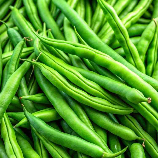 Blue Lake FM1K pole bean representing the Pole Bean Seeds collection.