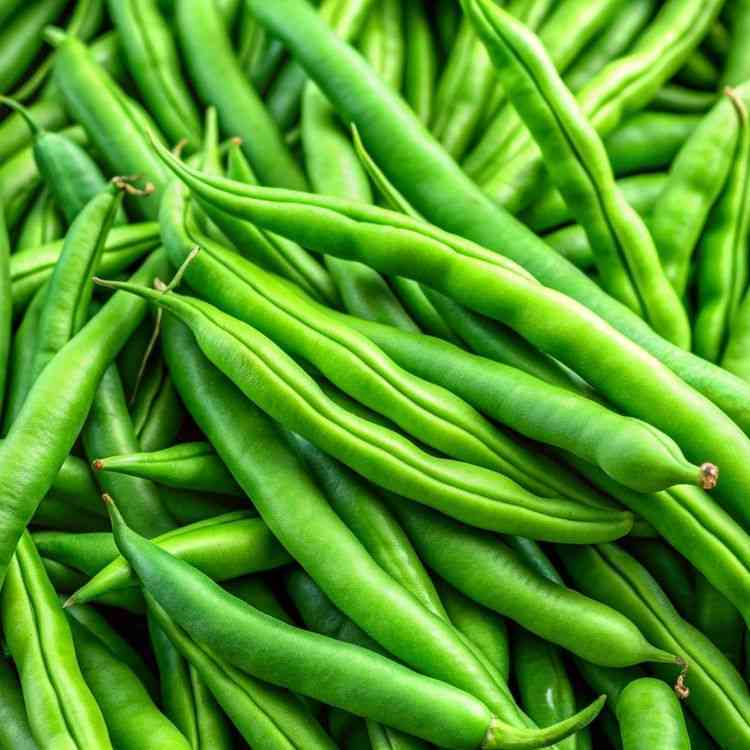 Blue Lake FM1K pole bean representing the Pole Bean Seeds collection.